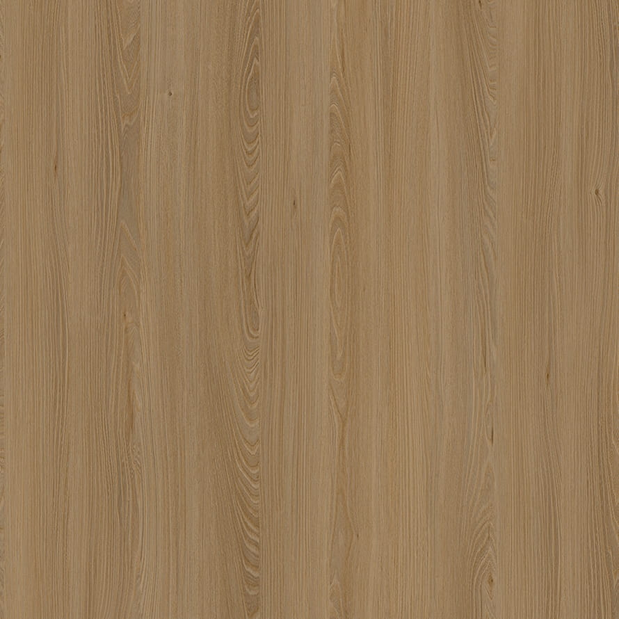 E11032 Kaukasus Elm